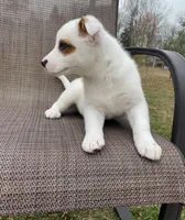 Blue, a male Australian Cattle Dog for sale in Richmond, MI – Photo 2 of 8