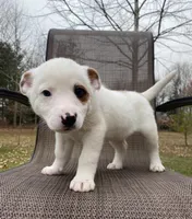 Blue, a male Australian Cattle Dog for sale in Richmond, MI – Photo 6 of 8