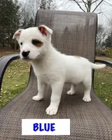 Blue, a male Australian Cattle Dog for sale in Richmond, MI – Photo 1 of 8