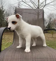 Blue, a male Australian Cattle Dog for sale in Richmond, MI – Photo 4 of 8