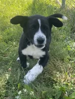 Oreo, a male Shiba Inu and Border Collie for sale in Smiths Creek, MI – 8 of 9