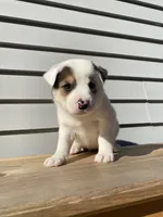 Daisy 🐾, a female Australian Cattle Dog and Border Collie for sale in Smiths Creek, MI – 9 of 10
