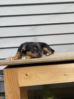 Sofia , a female Jack Russell Terrier and Chihuahua for sale in Smiths Creek, MI – 2 of 8