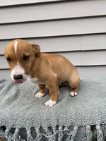 Jack, a male Jack Russell Terrier for sale in Smiths Creek, MI – 4 of 5