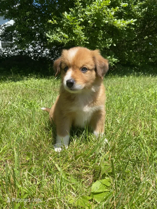 Duke – Australian Shepherd, Border Collie puppy on hold in Smiths Creek, MI