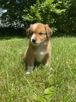 Duke, a male Australian Shepherd and Border Collie for sale in Smiths Creek, MI – 1 of 7