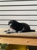 Clara 🐾, a female Australian Cattle Dog and Border Collie for sale in Smiths Creek, MI – 3 of 5