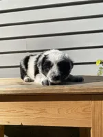 Dinah 🐾, a female Australian Cattle Dog and Border Collie for sale in Smiths Creek, MI – 4 of 8