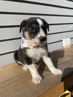 Donald 🐾, a male Australian Cattle Dog and Border Collie for sale in Smiths Creek, MI – 2 of 8