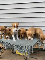Russell , a male Jack Russell Terrier for sale in Smiths Creek, MI – 5 of 5