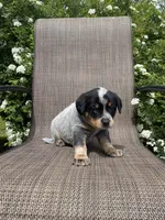 Maverick, a male Australian Cattle Dog for sale in Richmond, MI – 4 of 7