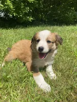 Bonnie, a female Australian Shepherd and Border Collie for sale in Smiths Creek, MI – 4 of 8
