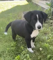 Oreo, a male Shiba Inu and Border Collie for sale in Smiths Creek, MI – 2 of 9