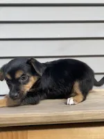 Rose, a female Jack Russell Terrier and Chihuahua for sale in Smiths Creek, MI – 8 of 8