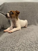 Dax, a male Jack Russell Terrier for sale in Richmond, MI – Photo 7 of 9