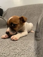 Dax, a male Jack Russell Terrier for sale in Richmond, MI – Photo 1 of 9