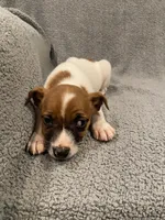 Dax, a male Jack Russell Terrier for sale in Richmond, MI – Photo 8 of 9