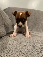 Dax, a male Jack Russell Terrier for sale in Richmond, MI – Photo 2 of 9