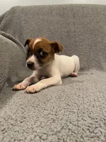 Dax, a male Jack Russell Terrier for sale in Richmond, MI – Photo 4 of 9