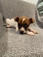 Dax, a male Jack Russell Terrier for sale in Richmond, MI – Photo 5 of 9