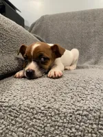 Dax, a male Jack Russell Terrier for sale in Richmond, MI – Photo 6 of 9