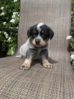 Maverick, a male Australian Cattle Dog for sale in Richmond, MI – 3 of 7
