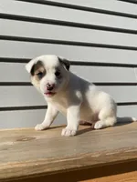 Daisy 🐾, a female Australian Cattle Dog and Border Collie for sale in Smiths Creek, MI – 7 of 10