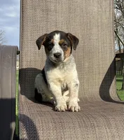 Sydney, a female Australian Cattle Dog and Border Collie for sale in Richmond, MI – Photo 4 of 5
