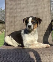 Sydney, a female Australian Cattle Dog and Border Collie for sale in Richmond, MI – Photo 3 of 5