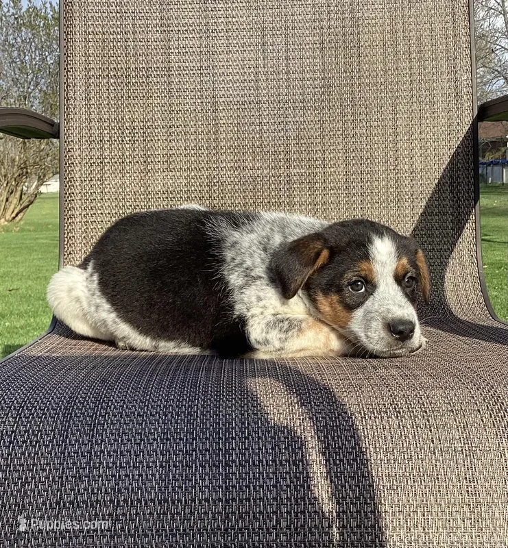 Sydney – Australian Cattle Dog, Border Collie puppy for sale in Richmond, MI