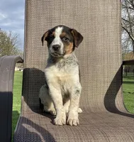 Sydney, a female Australian Cattle Dog and Border Collie for sale in Richmond, MI – Photo 5 of 5