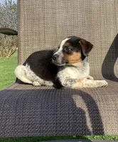 Sydney, a female Australian Cattle Dog and Border Collie for sale in Richmond, MI – Photo 2 of 5