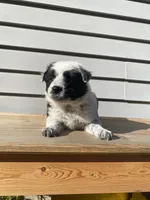 Dinah 🐾, a female Australian Cattle Dog and Border Collie for sale in Smiths Creek, MI – 5 of 8