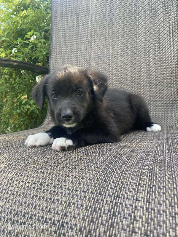 Milo – English Shepherd, Jack Russell Terrier puppy for sale in Richmond, MI