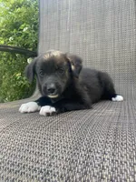 Milo, a male English Shepherd and Jack Russell Terrier for sale in Richmond, MI – 1 of 5