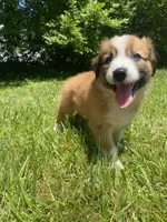 Daisy, a female Australian Shepherd and Border Collie for sale in Richmond, MI – 5 of 10