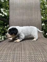 Tex, a male Australian Cattle Dog for sale in Richmond, MI – 5 of 6