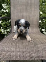 Ranger, a male Australian Cattle Dog for sale in Richmond, MI – 7 of 8