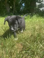 Peanut, a male Shiba Inu and Border Collie for sale in Smiths Creek, MI – 2 of 6