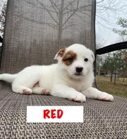 Red, a female Australian Cattle Dog for sale in Richmond, MI – Photo 1 of 9