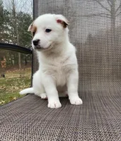 Red, a female Australian Cattle Dog for sale in Richmond, MI – Photo 9 of 9