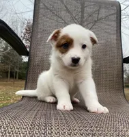 Red, a female Australian Cattle Dog for sale in Richmond, MI – Photo 2 of 9