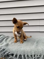 Jenny, a female Jack Russell Terrier for sale in Smiths Creek, MI – 2 of 6