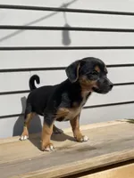 Coco, a female Jack Russell Terrier and Chihuahua for sale in Smiths Creek, MI – 5 of 10