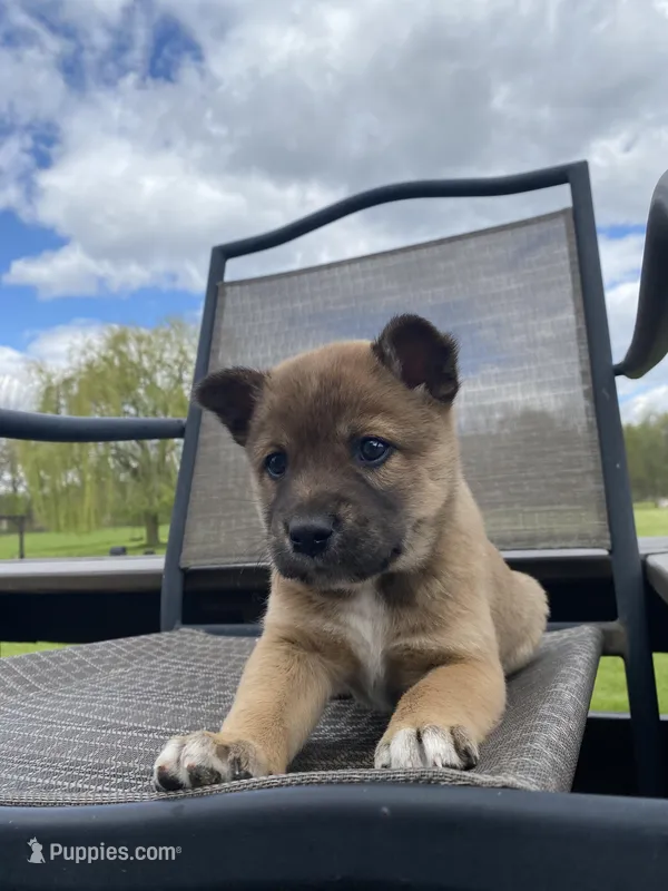 Yukon 🐾 – Border Collie, Alaskan Husky puppy for sale in Richmond, MI