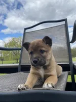 Yukon 🐾, a male Border Collie and Alaskan Husky for sale in Richmond, MI – 1 of 5