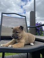 Yukon 🐾, a male Border Collie and Alaskan Husky for sale in Richmond, MI – 3 of 5