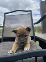 Yukon 🐾, a male Border Collie and Alaskan Husky for sale in Richmond, MI – 5 of 5
