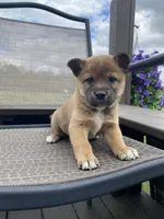 Yukon 🐾, a male Border Collie and Alaskan Husky for sale in Richmond, MI – 2 of 5