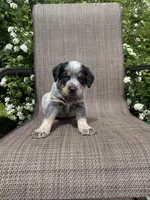 Ranger, a male Australian Cattle Dog for sale in Richmond, MI – 8 of 8